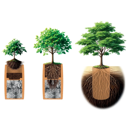 Tree Urn M | Living Urn | Cremation tree pod | Cremation tree
