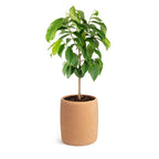 Tree Urn M | Living Urn | Cremation tree pod | Cremation tree