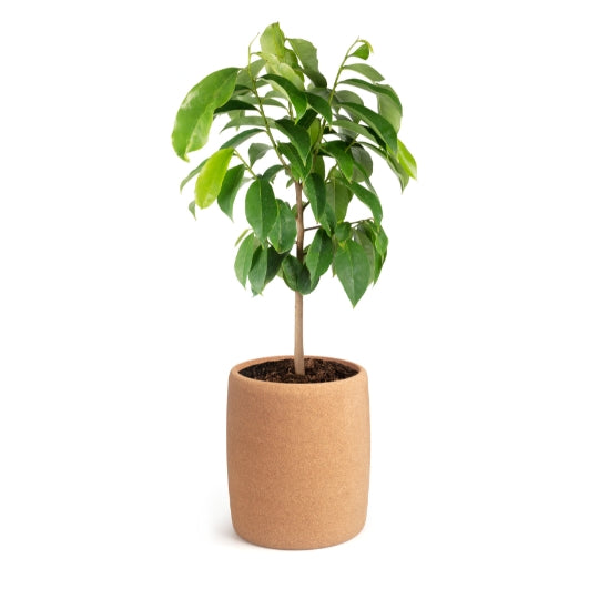 Tree Urn M | Living Urn | Cremation tree pod | Cremation tree