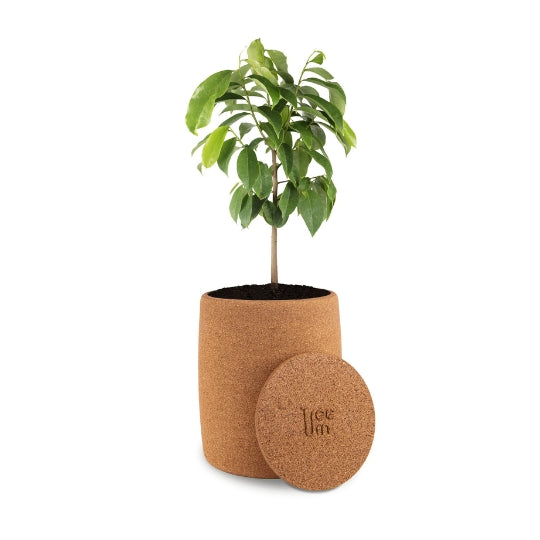 Tree Urn M | Living Urn | Cremation tree pod | Cremation tree