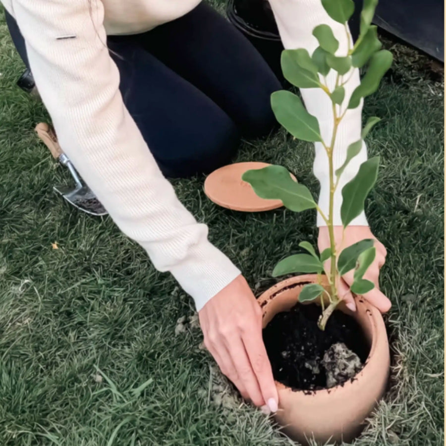 planting a tree urn