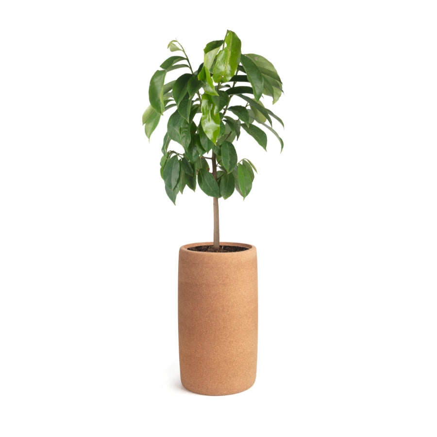 cremation tree pod, tree urn with ashes
