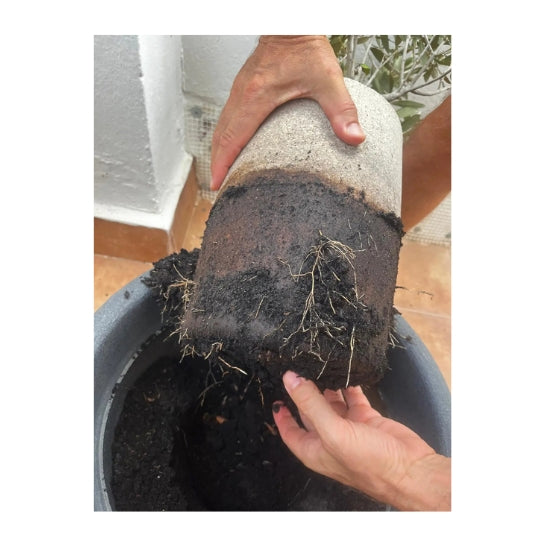 Tree Urn L | Living Urn | Cremation tree pod | Cremation tree